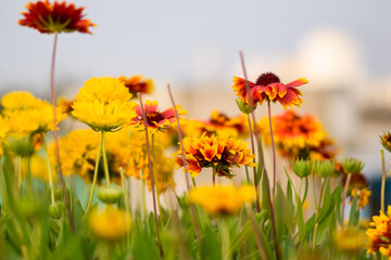 Close up image of yellow and dark red sun flowers with dense green leaves