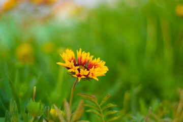 Close up image of yellow and dark red sun flowers with dense green leaves