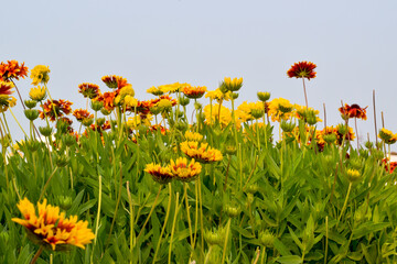Close up image of yellow and dark red sun flowers with dense green leaves