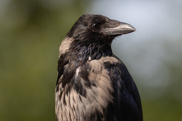 Raben- x Nebelkrähe (Corvus corone x cornix)