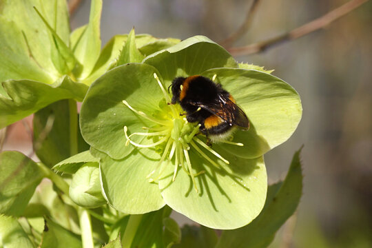 Bumblebee species in the Bombus lucorum-complex on a flowering helleborus, buttercup or crowfoot family (Ranunculaceae). Spring, Netherlands, March