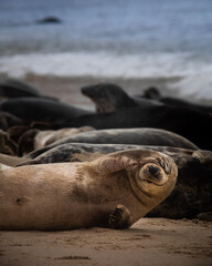 seal on the beach