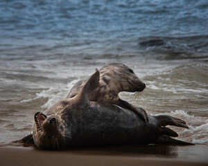 Fototapeta premium Seals