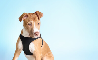 Boxer mix puppy with harness on blue background. Cute front view of large breed puppy dog looking at camera. 4 months old, female Boxer Pitt mix, fawn color. Big dog harness concept. Selective focus.