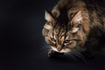 Naklejka na ściany i meble Tabby cat stalking up on something dark background. Front view of beautiful cat sneaking, hunting or in prey mode. Intense body language. 17 years old, female long hair tabby cat. Selective focus.