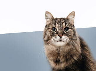 Senior cat with blue background. Cute long hair tabby cat looking at camera with intense body language or waiting for food. Diagonal background with white and muted blue. Copy space. Selective focus.