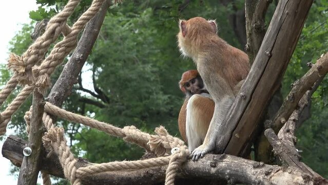 macaque sitting with baby on tree