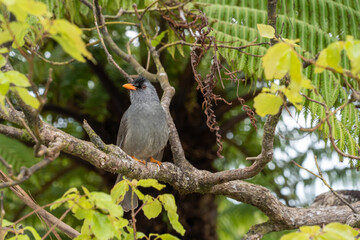 Mauritius Bulbul black bird perched in tree
