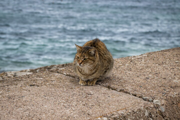 Obraz premium cat sitting snuggly by the waves 