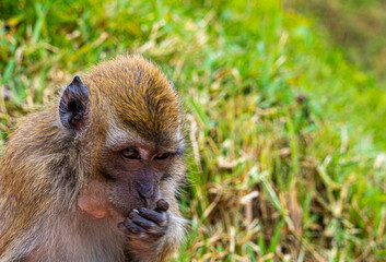 Mauritius grand bassin macaque monkey close up head and shoulders low level view