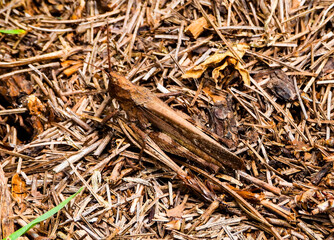 un grillo camuflajeado entre el suelo del bosque