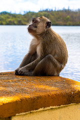 Mauritius grand bassin macaque monkey close up head and shoulders low level view looking thoughtfully over lake