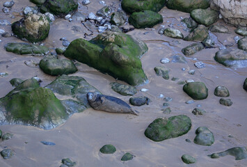 Grey seal Pembrokeshire Coast National Park, Wales, United Kingdom