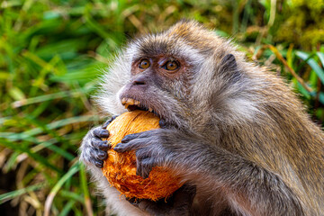 Mauritius grand bassin macaque monkey close up head and shoulders low level view eating coconut