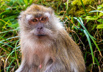 Mauritius grand bassin macaque monkey close up head and shoulders low level view