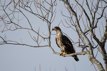 Young white-tailed eagle Haliaeetus albicilla. Motosakumui Bashi. Shibetsu. Hokkaido. Japan.