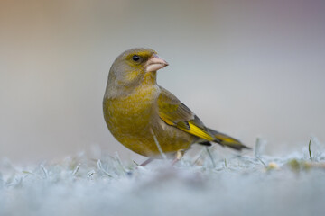 Grünfink (Chloris chloris), Männchen