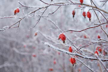 Thickets of winter rosehip. In the foreground is a frosted branch with red berries in needles of frost. The background is blurred. Copy space.