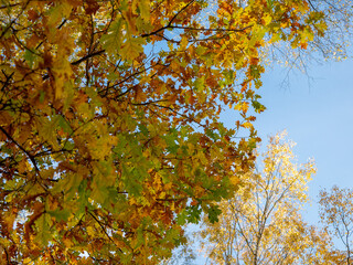 autumn leaves in the sun