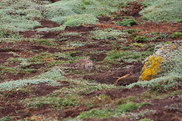 Wild rabbits on Skomer Island, Pembrokeshire Coast National Park, Wales, United Kingdom