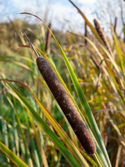 reeds and water