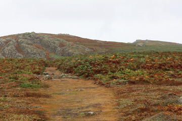 Walking path on Skomer Island, Pembrokeshire Coast National Park, Wales, United Kingdom