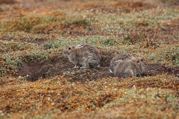 Wild rabbits on Skomer Island, Pembrokeshire Coast National Park, Wales, United Kingdom