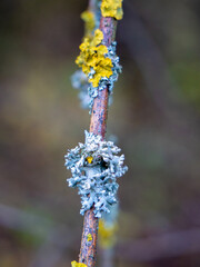 Lichen