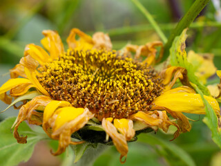 wet Sunflower