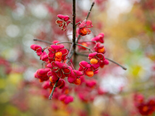 red berries on a branch