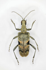 Rhagium mordax, the black-spotted longhorn beetle, a 50 years ol