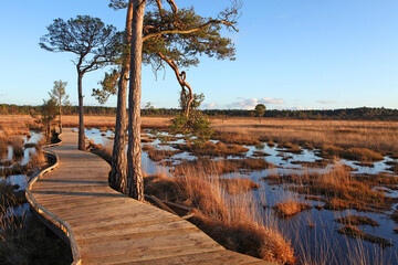 The restored boardwalk at Thursley Common, Surrey, after it was destroyed by wildfire during the pandemic. - obrazy, fototapety, plakaty