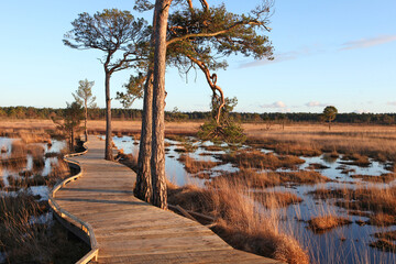 The restored boardwalk at Thursley Common, Surrey, after it was destroyed by wildfire during the pandemic.