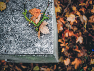 electric box with autumn leaves on the ground