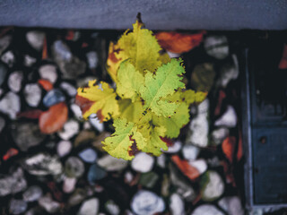 maple leaf in autumn