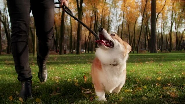 Portrait of strong, athletic Pembroke Welsh Corgi enjoying beautiful day in forest. Close-up view of a cheerful, young dog walking with her owner outdoors. High quality FullHD footage