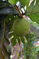 breadfruit in the breadfruit tree
