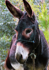 Un burro posando para la foto