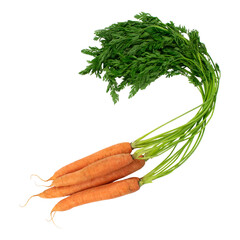 Bunch orange carrots with green leaves isolated over white. Fresh vegetables.