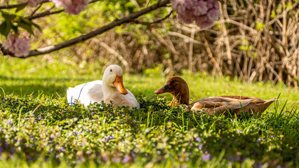 ducks in the grass