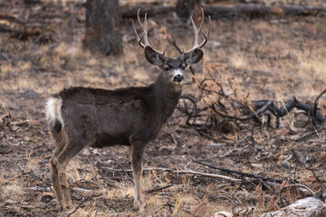 mule deer buck in the rut