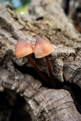 Mushrooms on wood of a fallen tree.