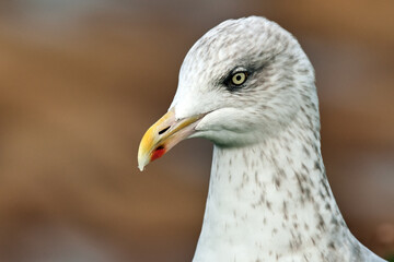 Herring Gull (Macro)