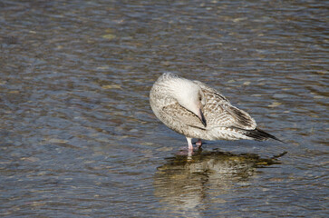 Juvenile Vega gull Larus argentatus vegae preening. Motosakumui Bashi. Shibetsu. Hokkaido. Japan.