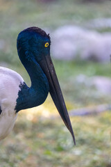 Close up view of black necked stork bird.