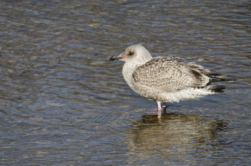 Juvenile Vega gull Larus argentatus vegae. Motosakumui Bashi. Shibetsu. Hokkaido. Japan.