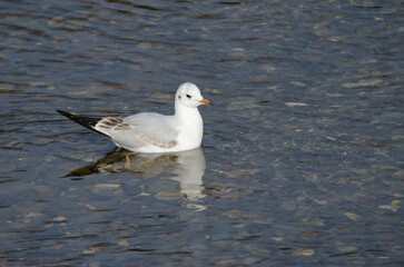 Immature black-headed gull Chroicocephalus ridibundus. Motosakumui Bashi. Shibetsu. Hokkaido. Japan.