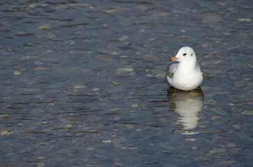Immature black-headed gull Chroicocephalus ridibundus. Motosakumui Bashi. Shibetsu. Hokkaido. Japan.