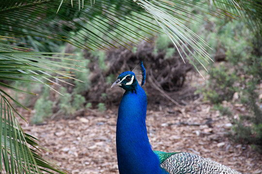 peacock