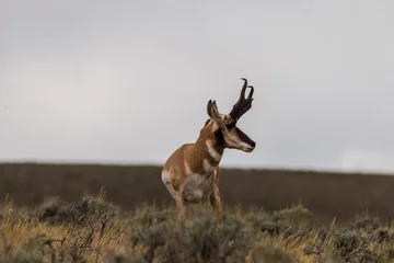 Lichtdoorlatende rolgordijnen Antilope antilopenbok op de skyline